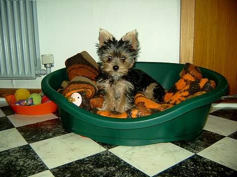Yorkshire terrier Askepot billede 2