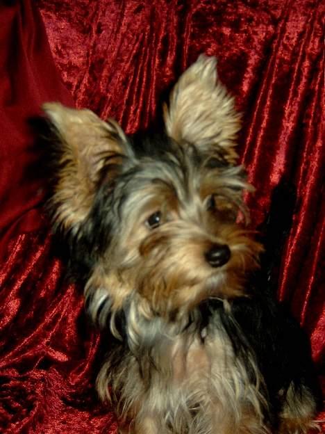 Yorkshire terrier Askepot billede 3