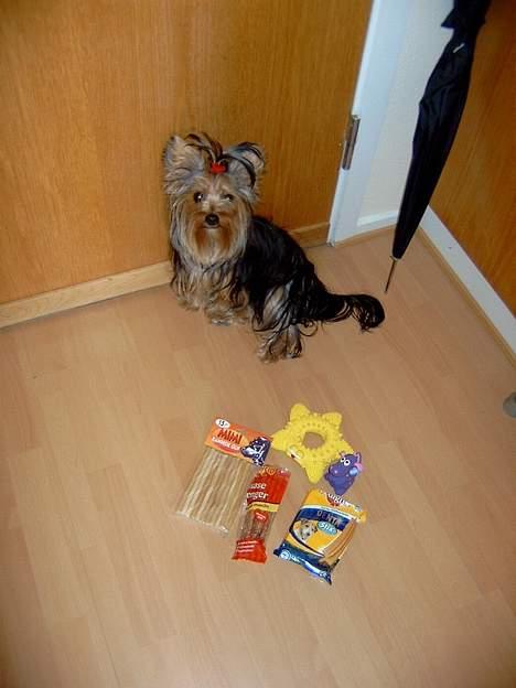 Yorkshire terrier Askepot billede 4
