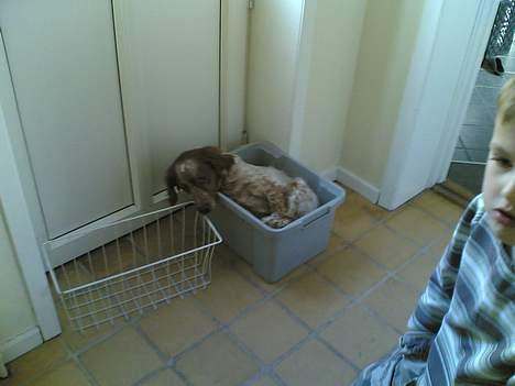 Breton Rex - Her ligger Rex i en kasse billede 2