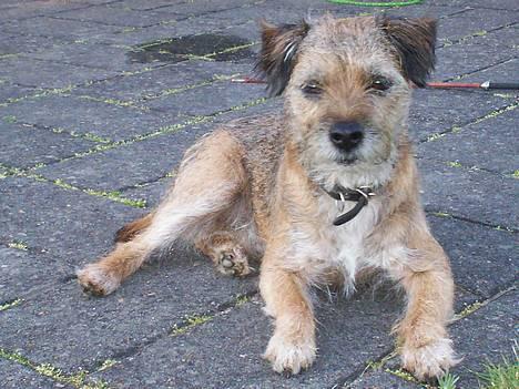 Border terrier lutra`s Quietkiller(samba - border terrier samba jeg hedder rigtig quietkiller men de kalder mig ikk andet end samba billede 1