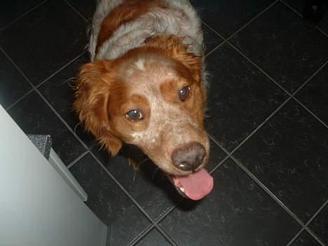 Breton Rex - Rex i baggangen billede 3