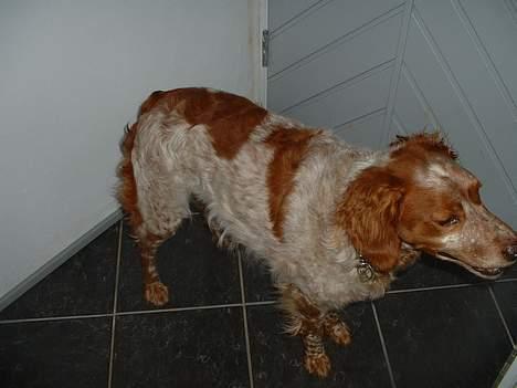 Breton Rex - Rex igen billede 4