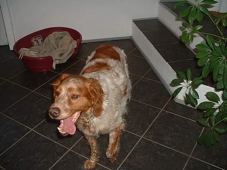 Breton Rex - Rex igen billede 5