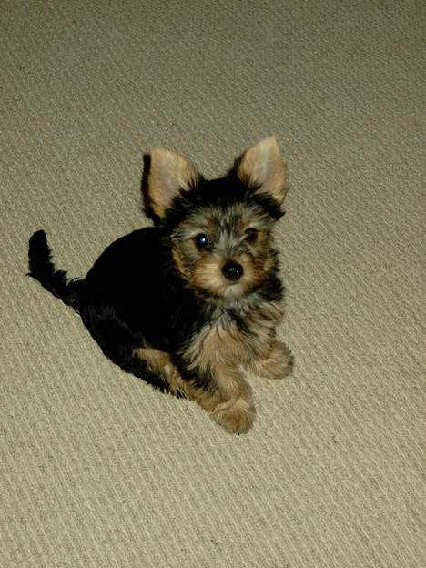 Yorkshire terrier Askepot billede 5