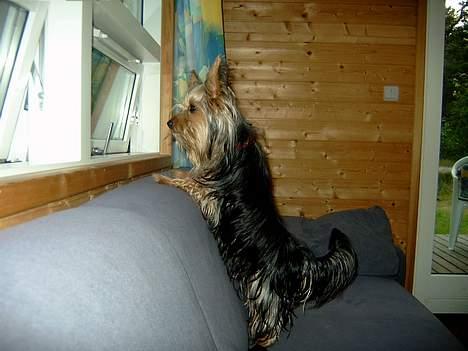 Yorkshire terrier Askepot billede 6