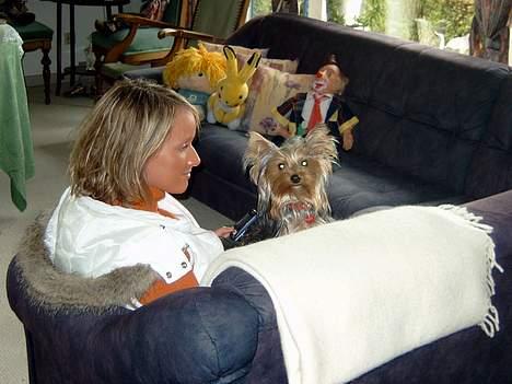 Yorkshire terrier Askepot billede 7