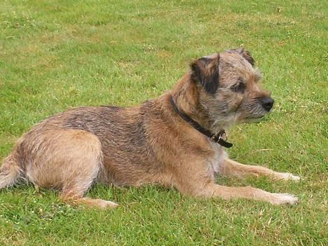 Border terrier lutra`s Quietkiller(samba - sambi i profil billede 2