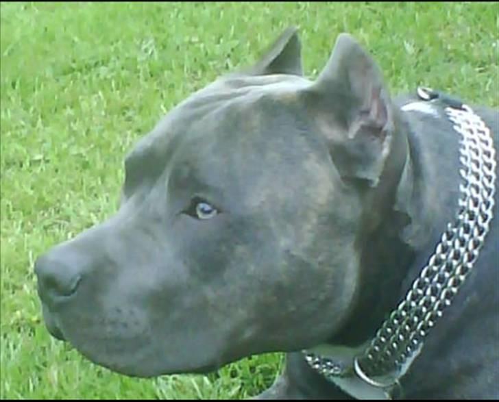 Amerikansk staffordshire terrier Idahno (Dahno) - 6mdr billede 1