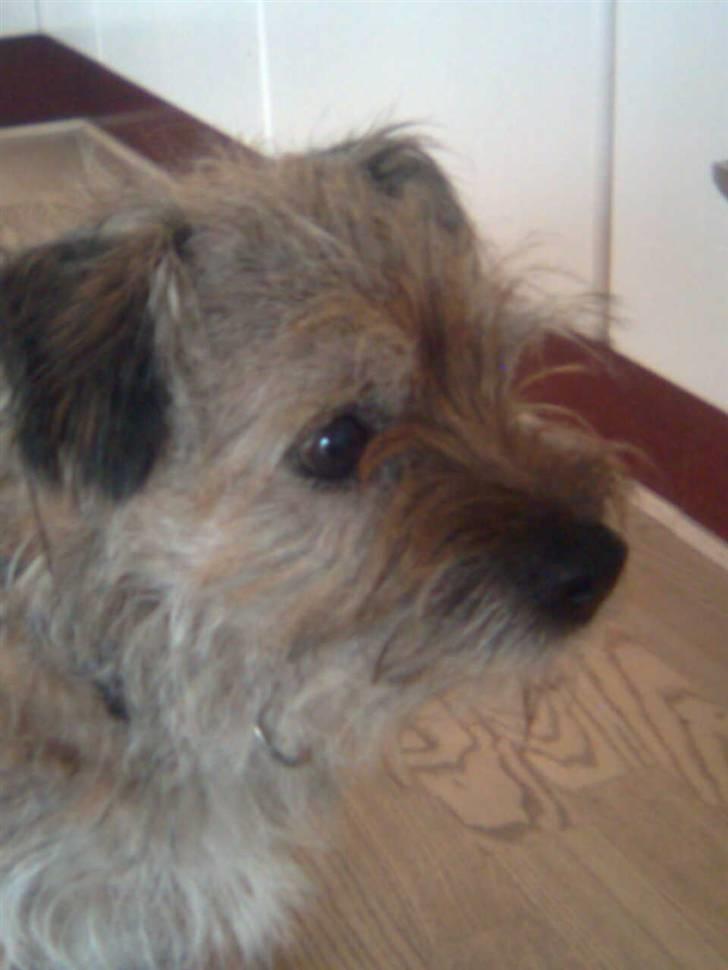 Border terrier lutra`s Quietkiller(samba - <3 billede 3