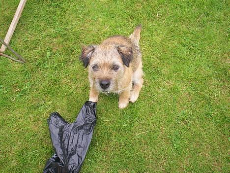 Border terrier lutra`s Quietkiller(samba - hvad er det for noget det der billede 4