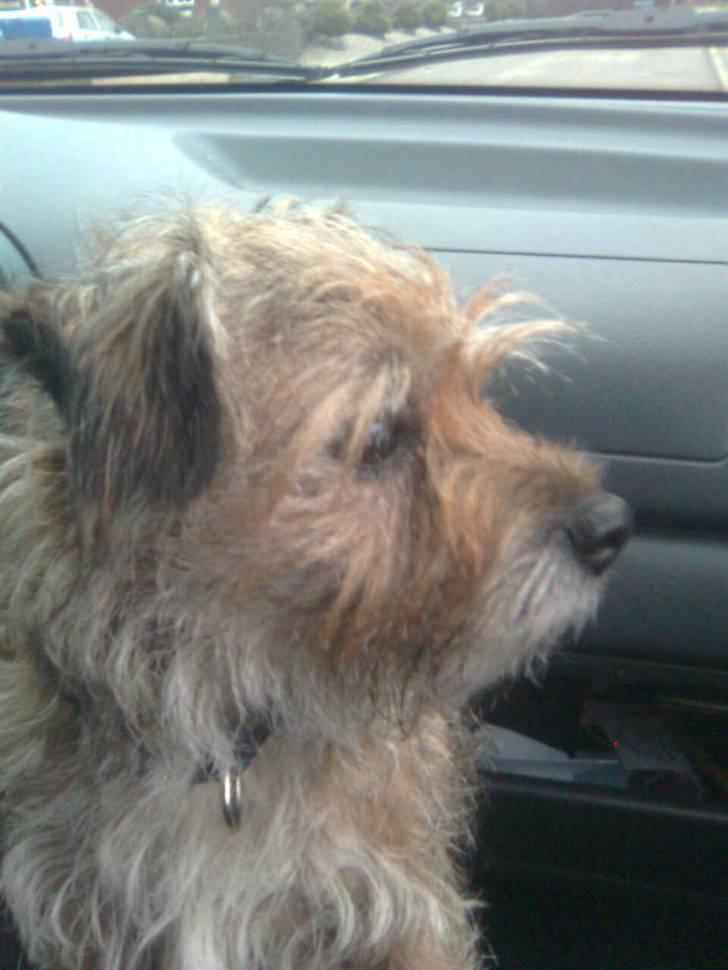 Border terrier lutra`s Quietkiller(samba - et profil billede billede 5