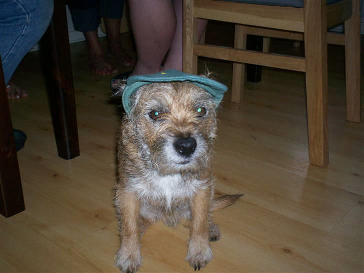 Border terrier lutra`s Quietkiller(samba - <3 billede 6