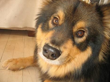 Finsk lapphund Lapinlempi Aamuntuike - hej mor billede 13