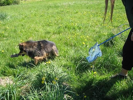 Finsk lapphund Lapinlempi Aamuntuike - Ha jeg kunne.......se en mosegris billede 15