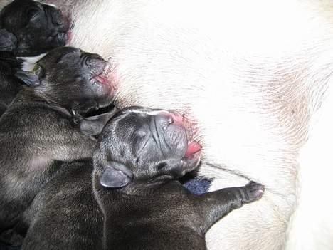 Fransk bulldog Sashimi - Vi er sultne hele tiden billede 14