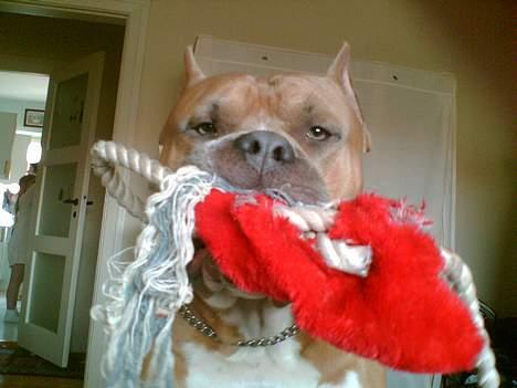 Amerikansk staffordshire terrier diesel (cerius) R.I.P billede 16