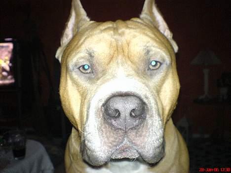 Amerikansk staffordshire terrier diesel (cerius) R.I.P billede 17
