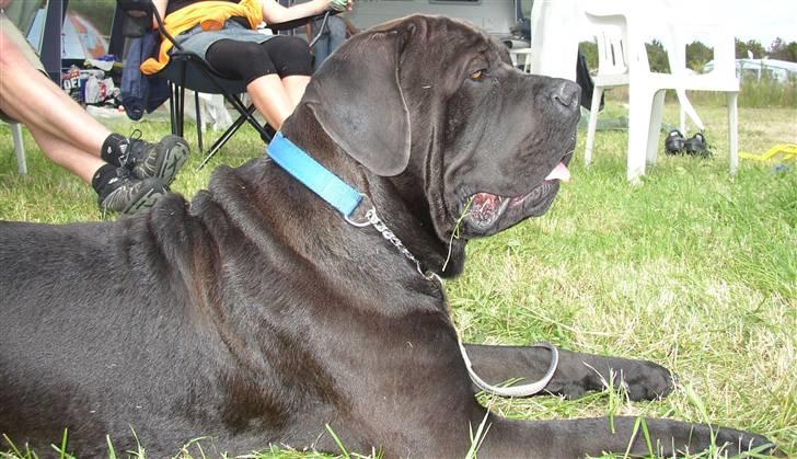 Cane corso Bonzo billede 20