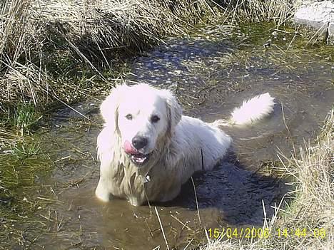 Golden retriever Bamse - Det er godt med en dukkert! billede 14