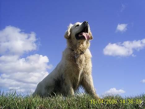 Golden retriever Bamse billede 16