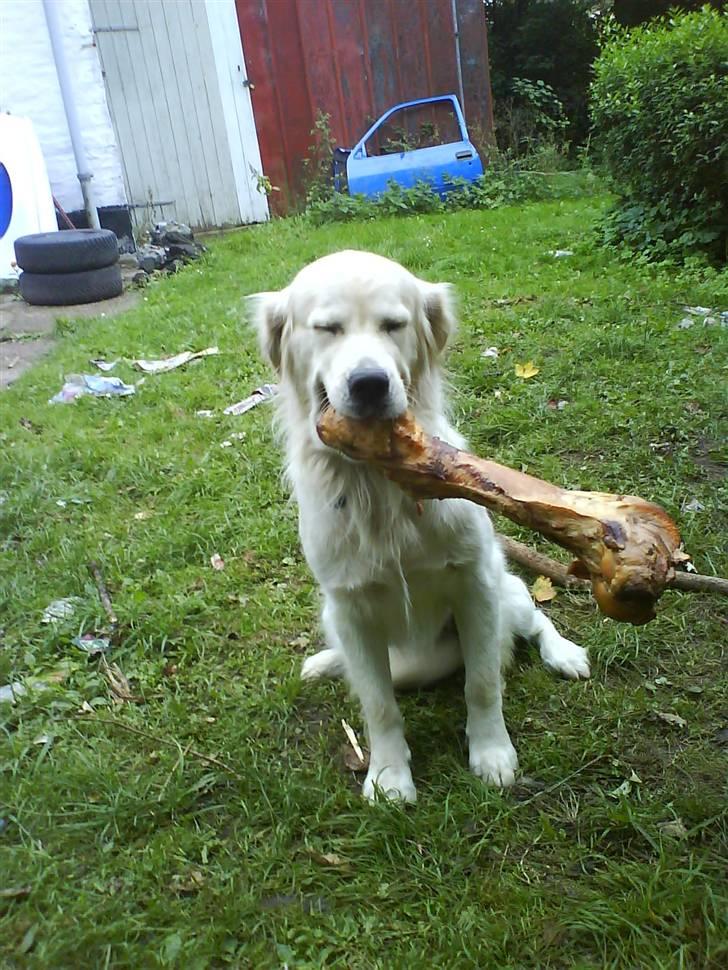 Golden retriever Bamse - Nyt kødben som mor købte på Brønderslev markede... :D billede 17