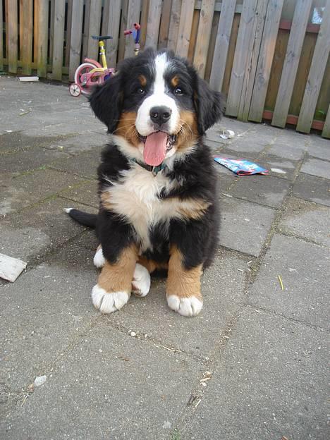 Berner sennenhund Bendji   R.I.P. - Hejsa jeg hedder Bendji. billede 1