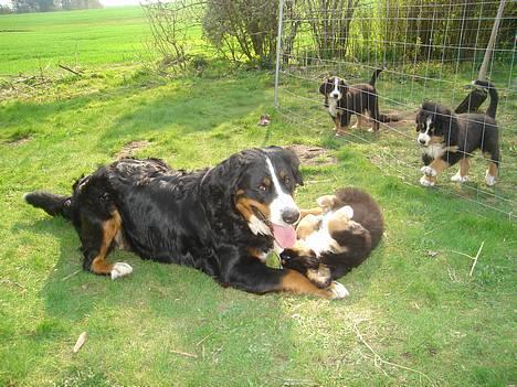 Berner sennenhund Bendji   R.I.P. - En sidste hygge stund med mor, inden afgang til sit nye hjem.. billede 2