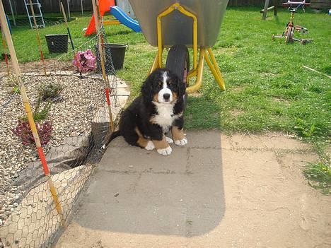 Berner sennenhund Bendji   R.I.P. - Uha lidt skygge..DEJLIGT. billede 3