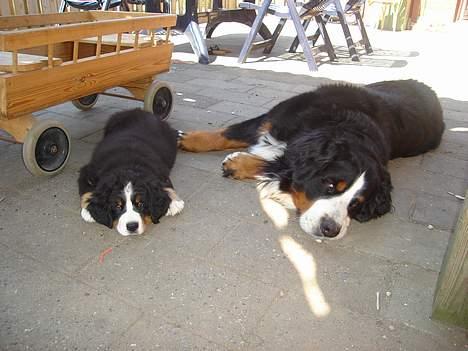 Berner sennenhund Bendji   R.I.P. - Bendji og Boomer (Bendji´s pap storebror) billede 4