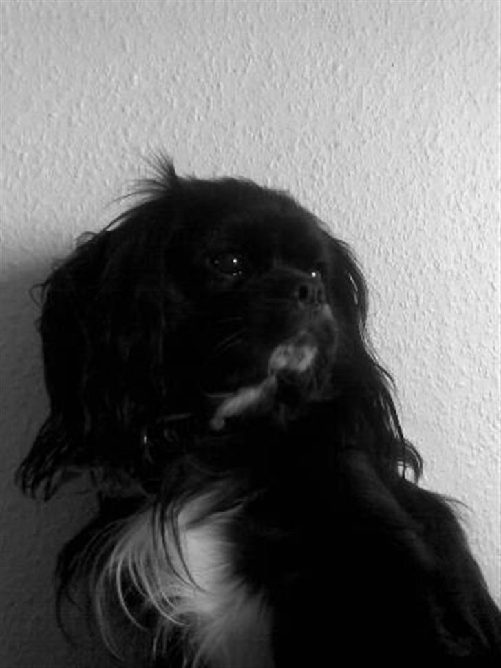 Blanding af racer "Simba" - Så lækker man kan være... billede 14