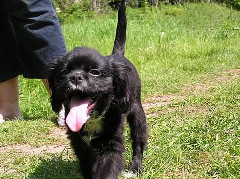 Blanding af racer "Simba" -  "Veeent på mig?" billede 15