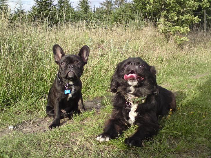 Blanding af racer "Simba" billede 16