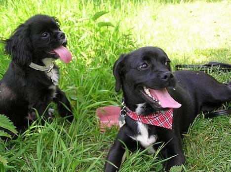 Blanding af racer "Simba" - Miss og Simba var uadskillelige i Lundby krat billede 17