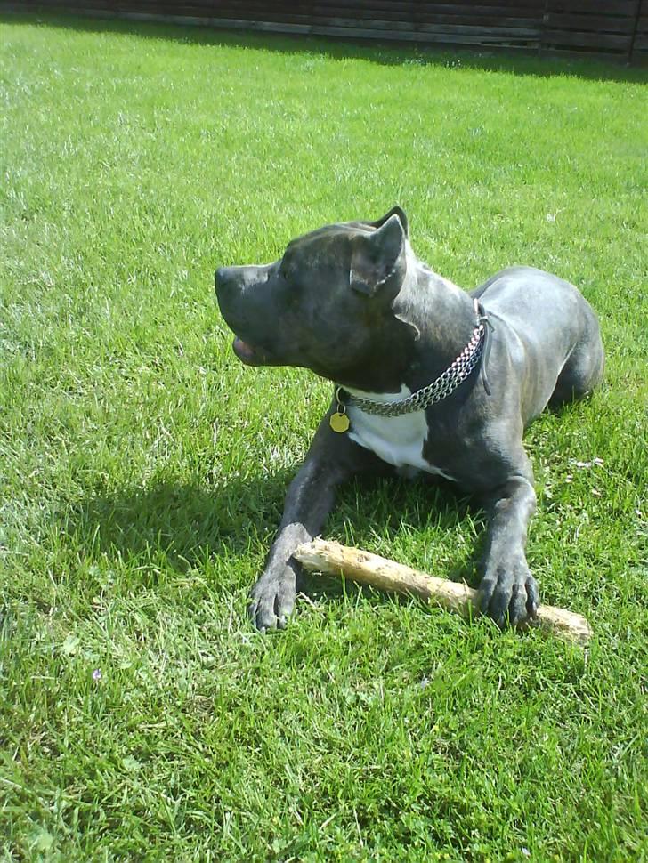 Amerikansk staffordshire terrier Idahno (Dahno) - 4mdr billede 2