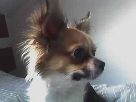 Chihuahua Mogens - I profil.  billede 9
