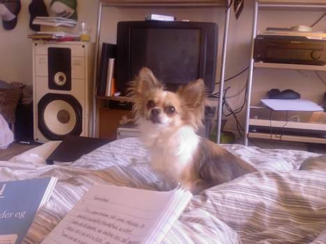 Chihuahua Mogens - Hvad? Sagde du noget? billede 10