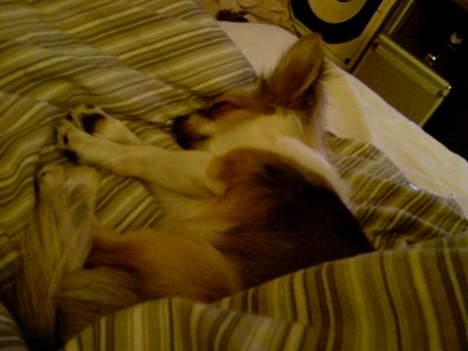 Chihuahua Mogens - Jeg elsker dynerne! billede 11