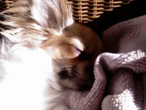 Chihuahua Mogens - MEGET MEGET MEGET TRÆT billede 12