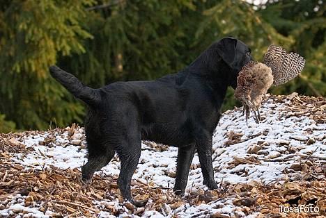 Labrador retriever Brown Hunt`s Landlubber  - Ronja 8 mdr. - Tosa Foto  billede 11