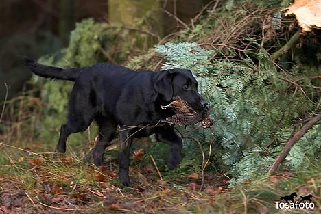 Labrador retriever Brown Hunt`s Landlubber  - Ronja 8 mdr. - Tosa Foto billede 12