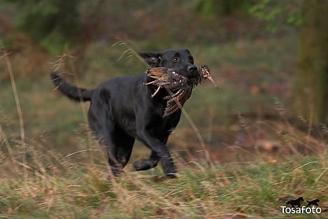Labrador retriever Brown Hunt`s Landlubber  - Ronja 8 mdr. - Tosa Foto billede 13