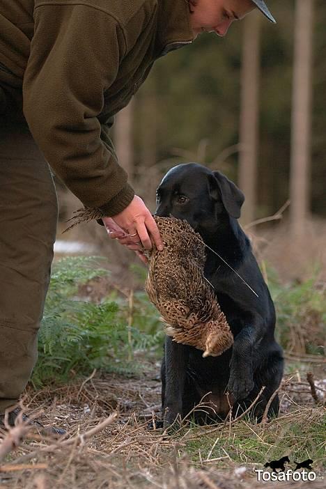 Labrador retriever Brown Hunt`s Landlubber  - Ronja 8 mdr. - Tosa Foto billede 14