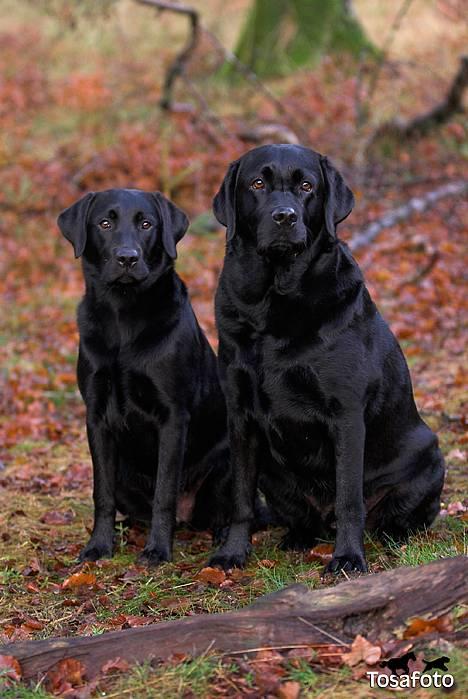 Labrador retriever Brown Hunt`s Landlubber  - Ronja og Emil - Tosa Foto billede 16