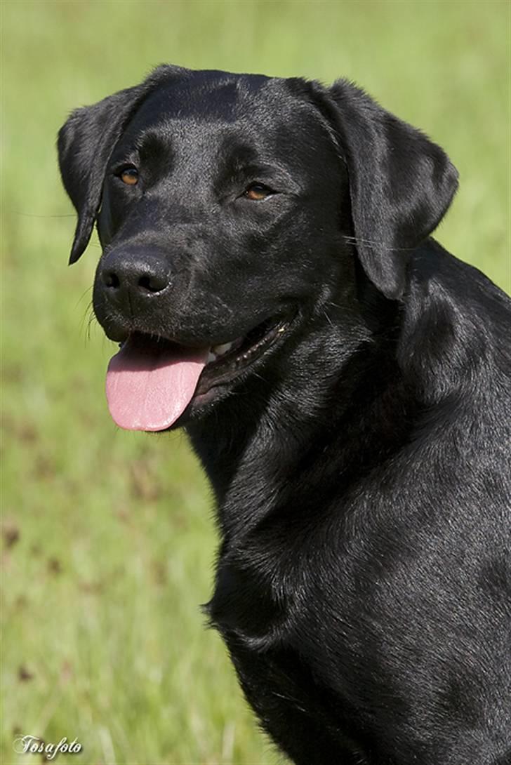 Labrador retriever Brown Hunt`s Landlubber  - Foto: Tosa Foto billede 18