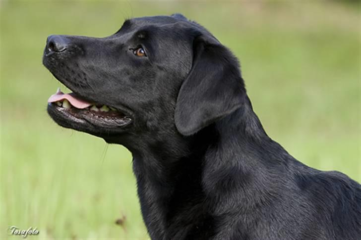 Labrador retriever Brown Hunt`s Landlubber  - Foto: Tosa Foto billede 19