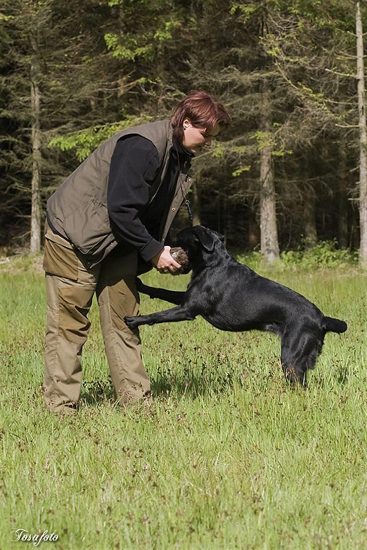 Labrador retriever Brown Hunt`s Landlubber  - Foto: Tosa Foto billede 20