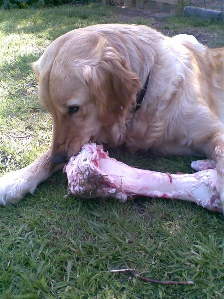 Golden retriever Augustus *Brutus* *R.I.P.* - Grrr. DET ER MIT KØDBEN!!! billede 2