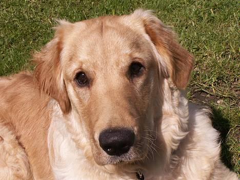 Golden retriever Augustus *Brutus* *R.I.P.* - Sådan ser han normalt ud... billede 3
