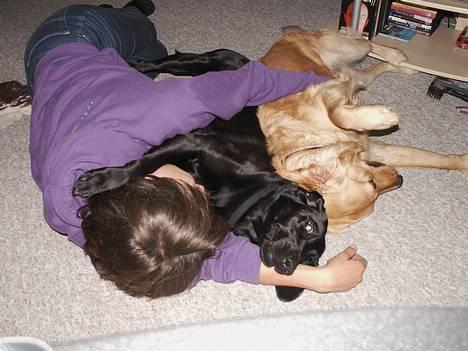 Golden retriever Augustus *Brutus* *R.I.P.* - Her er dømt rigtig hygge på gulvet billede 4